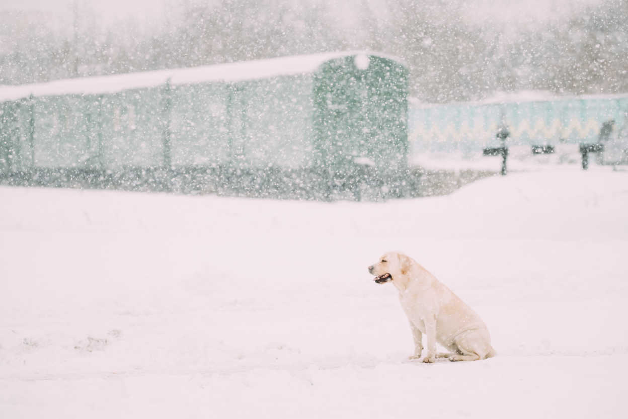 White Labrador Dog Sit In Snow During Training At Winter Season